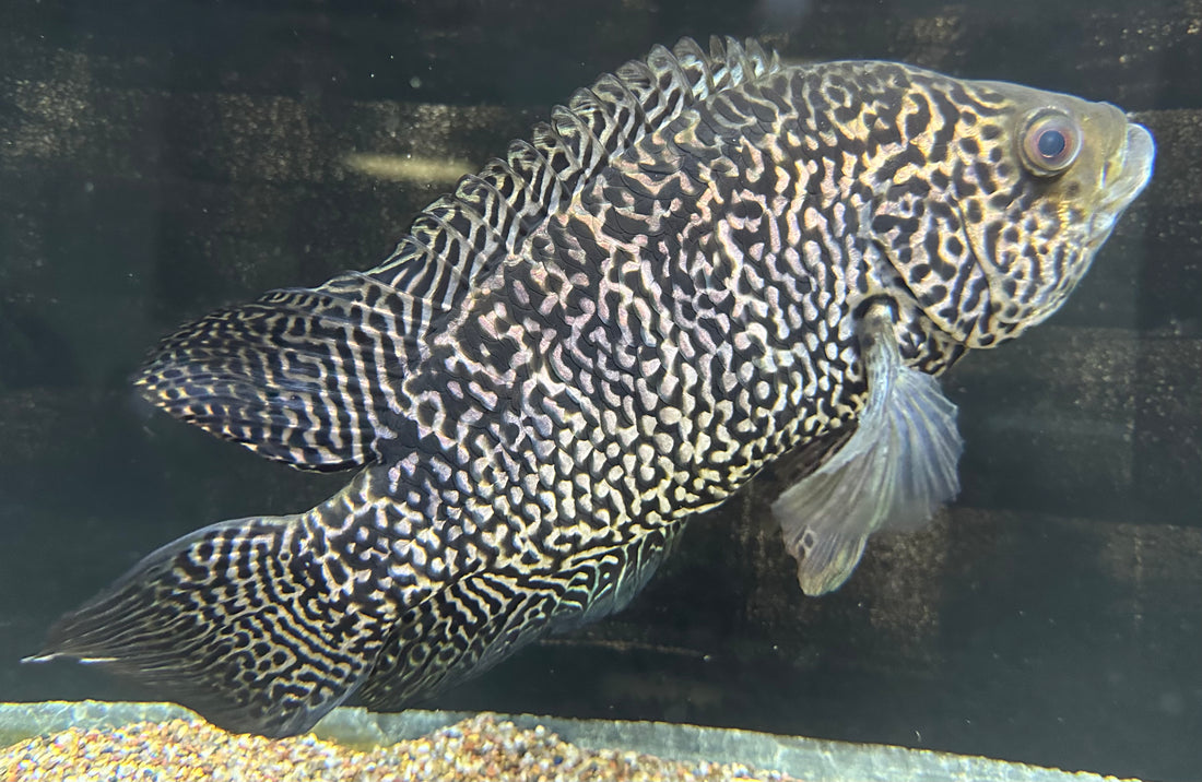 XL Jaguar Cichlid (8.5-9”)