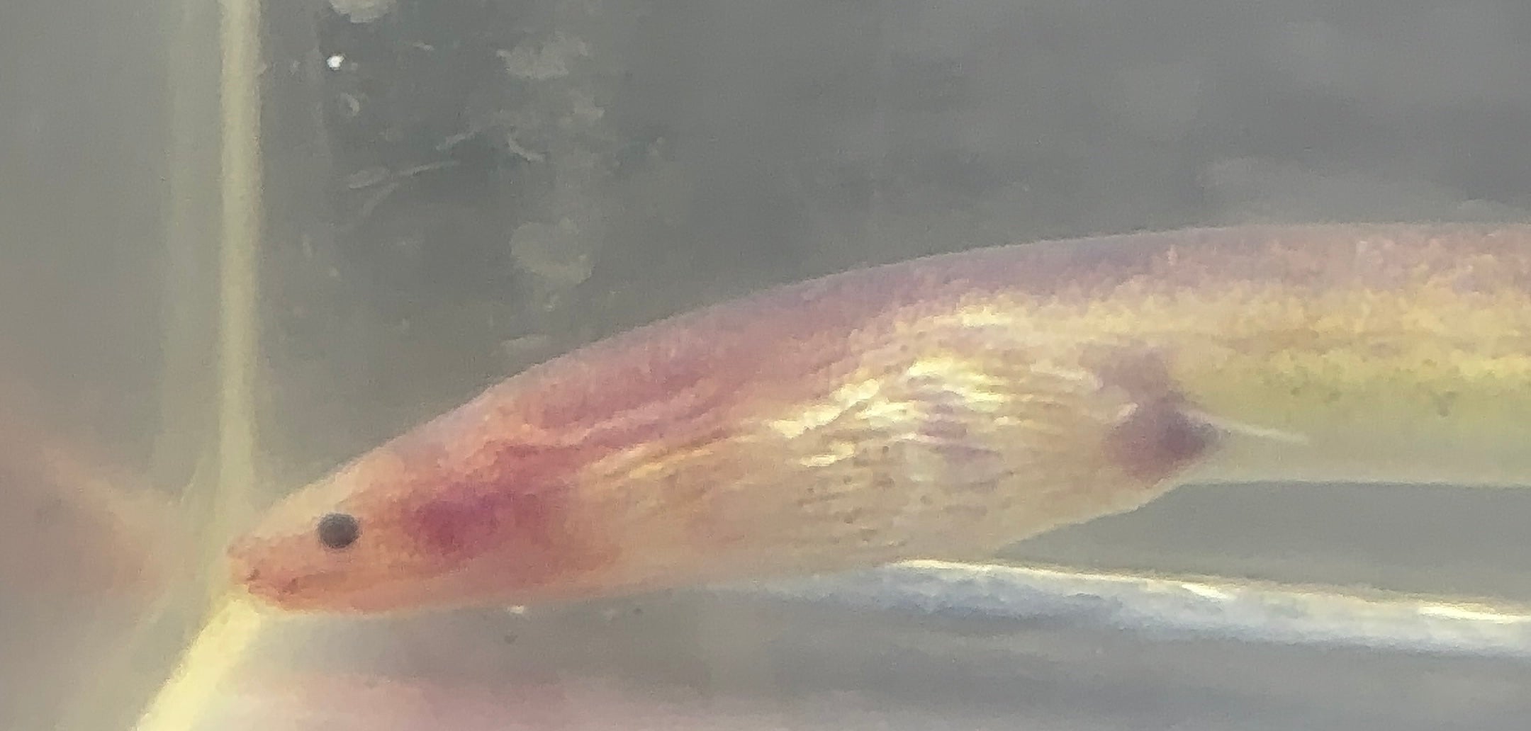 Paddle Tail Eel (6-7”)