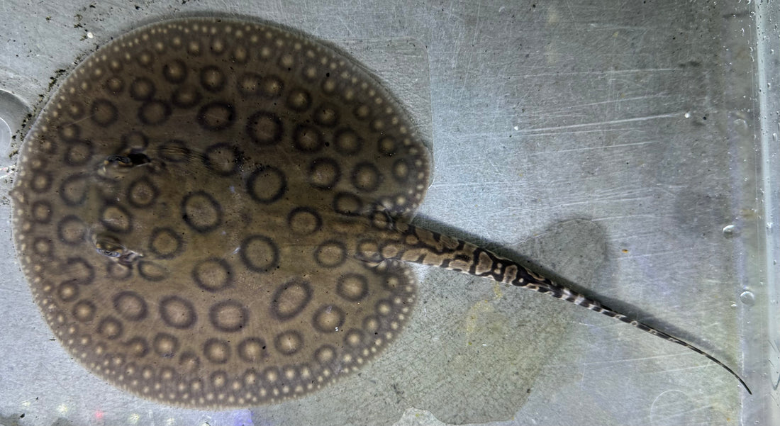 Motoro Hybrid Stingray (Male 5”)