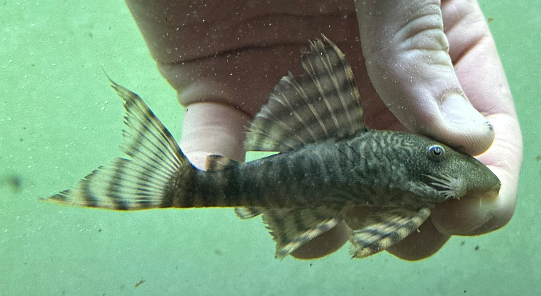 L226 Inquitos Tiger Pleco (3-3.5”)