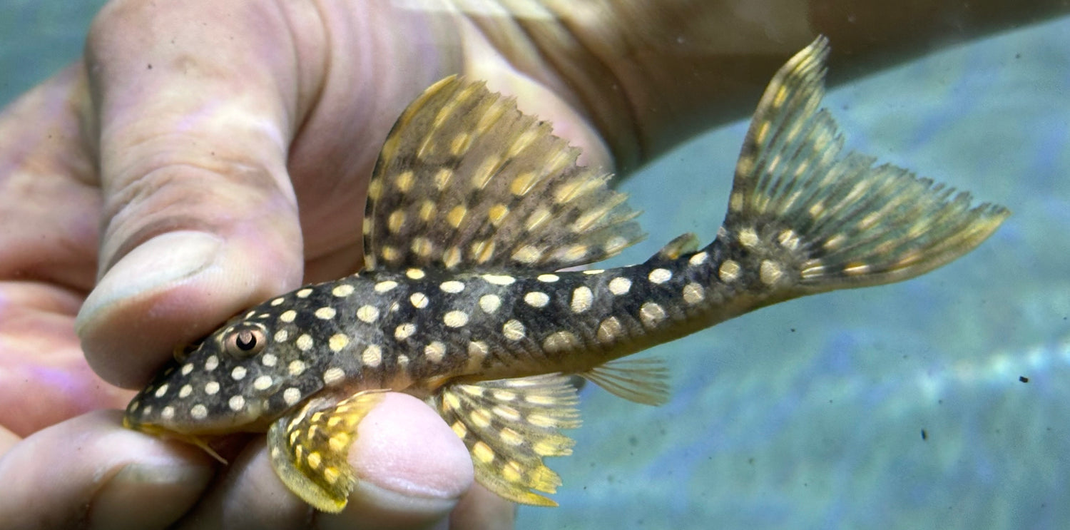 “Rio Iriri” L014 Sunshine Pleco (2.5-3”)