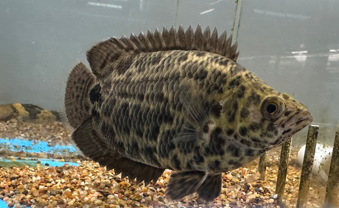 Large Ctenopoma Leaf Fish (4.5”)