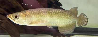 Jardini Arowana (10”)
