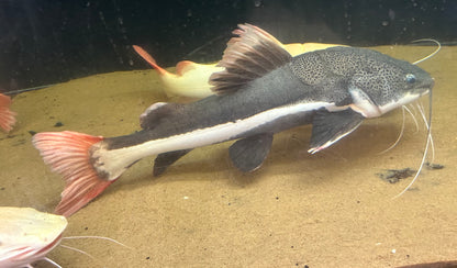 Jumbo Redtail Catfish (30”+)