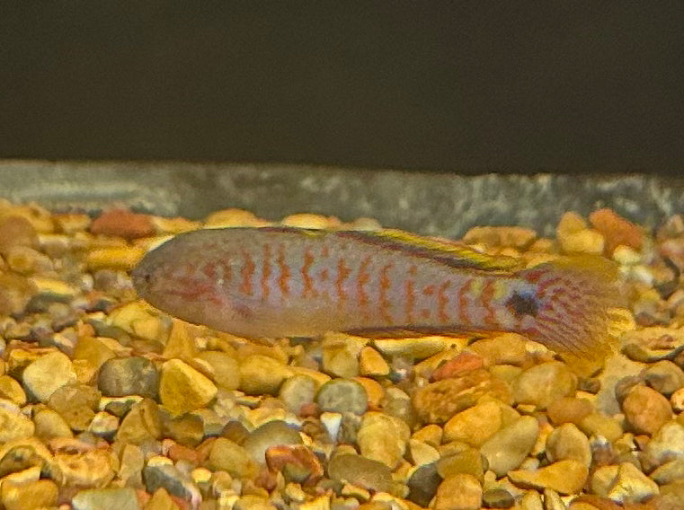 Peacock Gudgeon (1”)