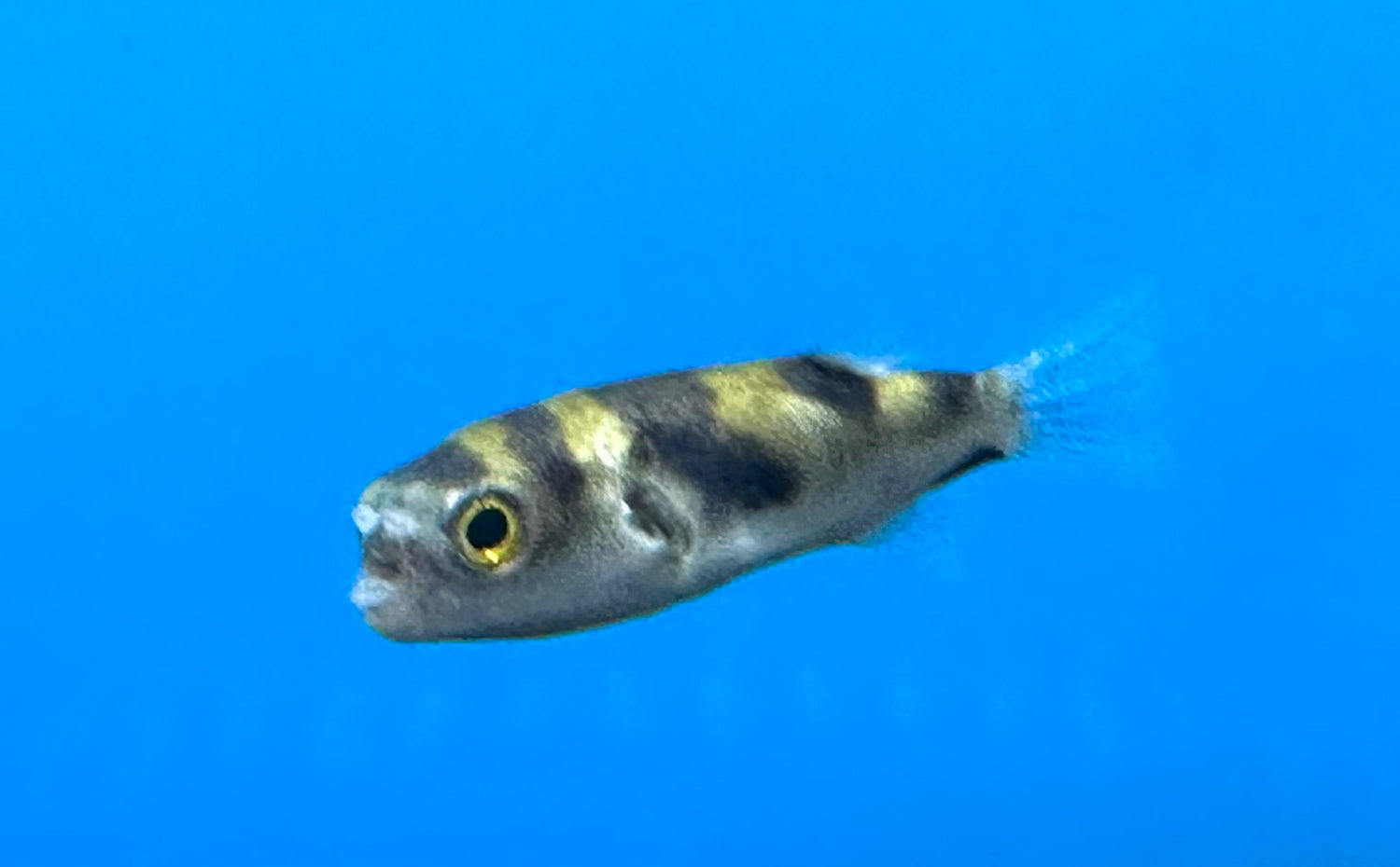 Amazon Puffer (2.5-3”)