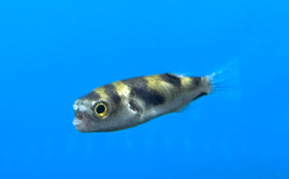 Amazon Puffer (2.5-3”)