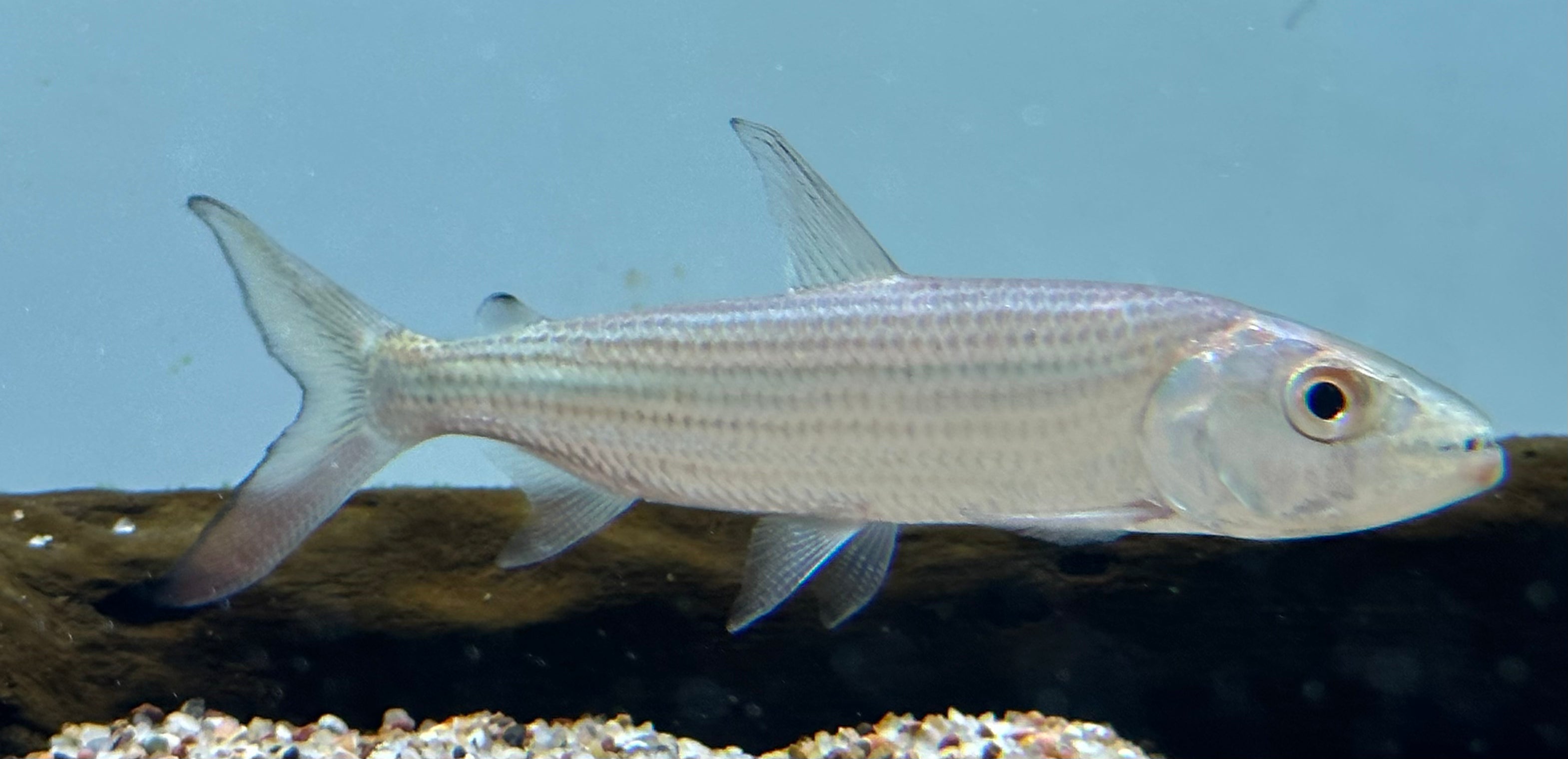 Vittatus Tigerfish (3-4”)