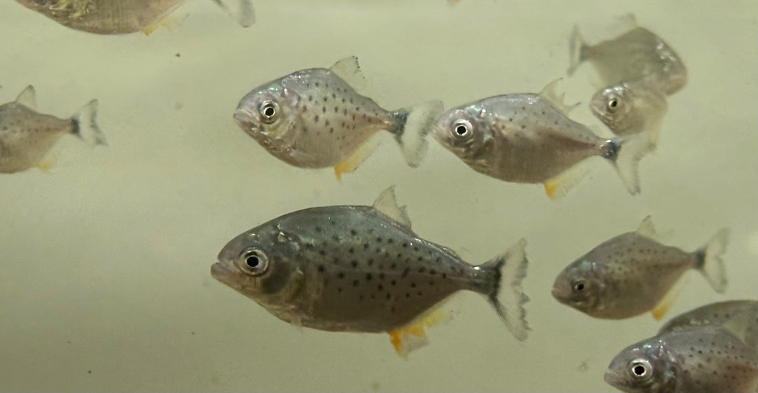 Baby Red Belly Piranha (1.75”)