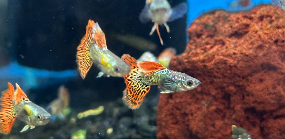 Halfmoon Dragon Guppy Pair (1”)