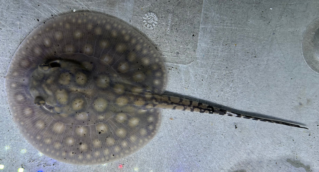 Motoro Hybrid Stingray (Male 4.5”)