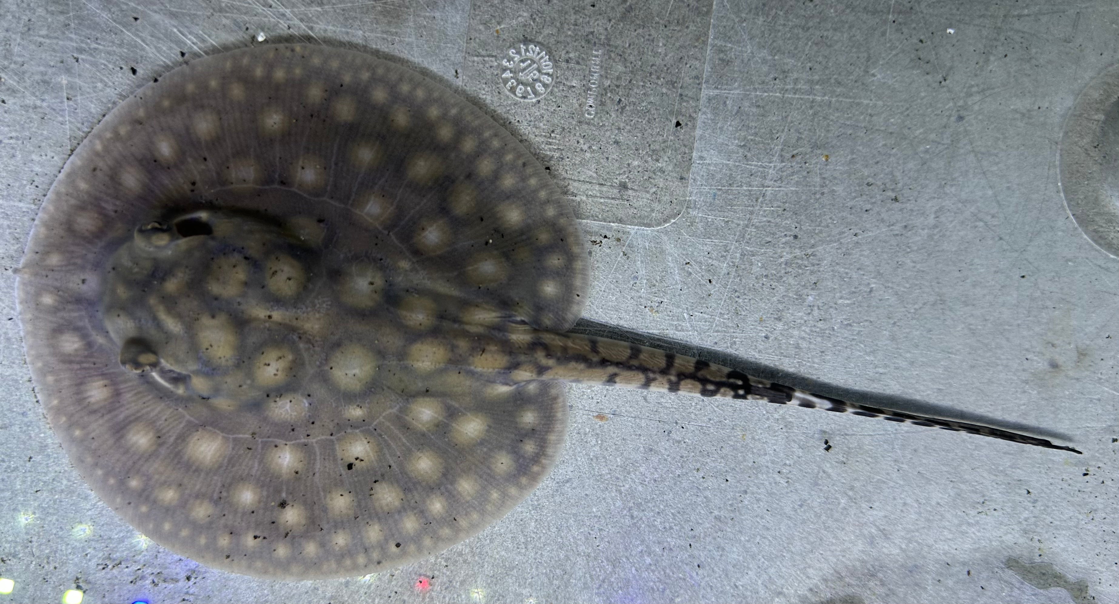 Motoro Hybrid Stingray (Male 4.5”)