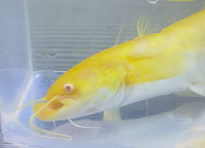 Wels chino dorado (8-9”)