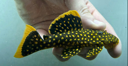 Pleco pepita de oro L018 (2,5”)