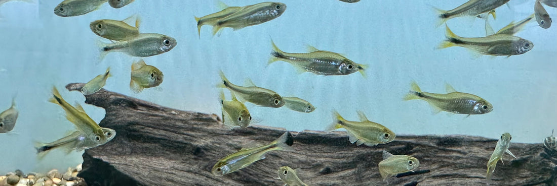 Silvertip Tetra (.75-1”)