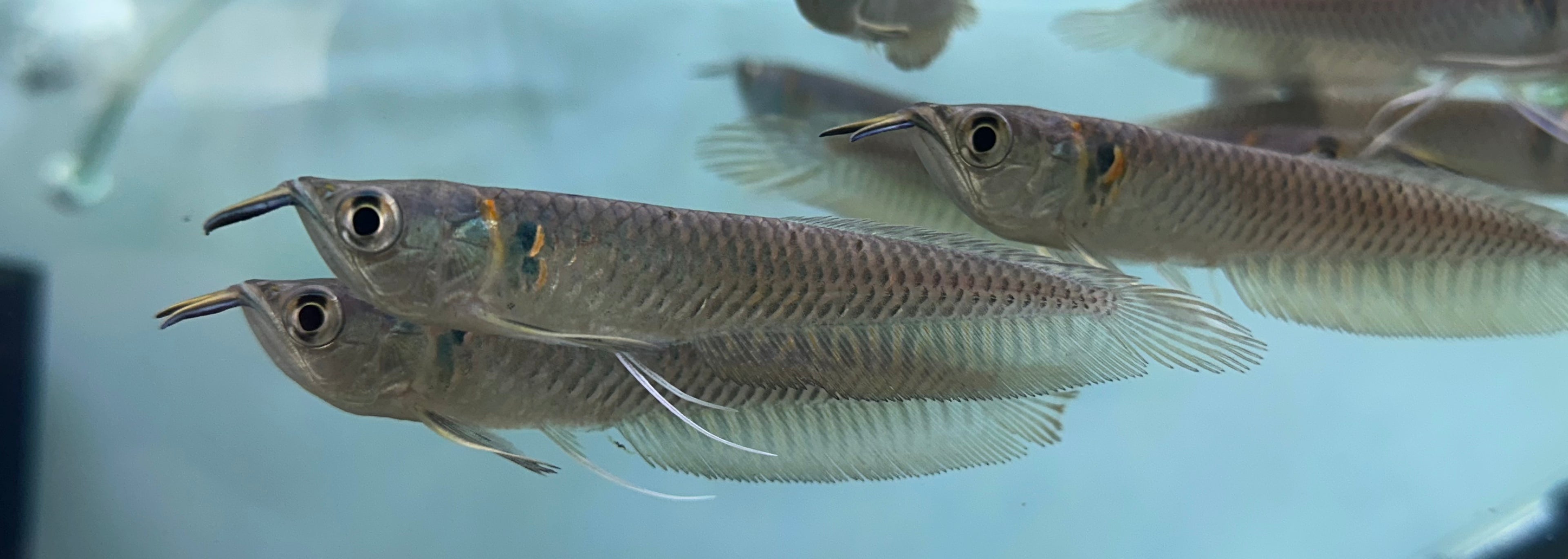 “Wild Caught” Silver Arowana (4”)