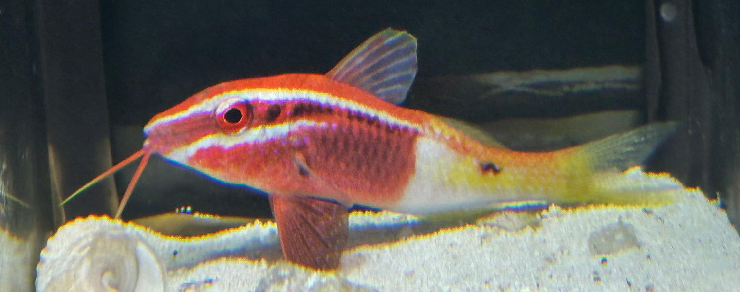 Bicolor Goat Fish (2.75-3”)