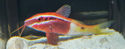 Bicolor Goat Fish (2.75-3”)