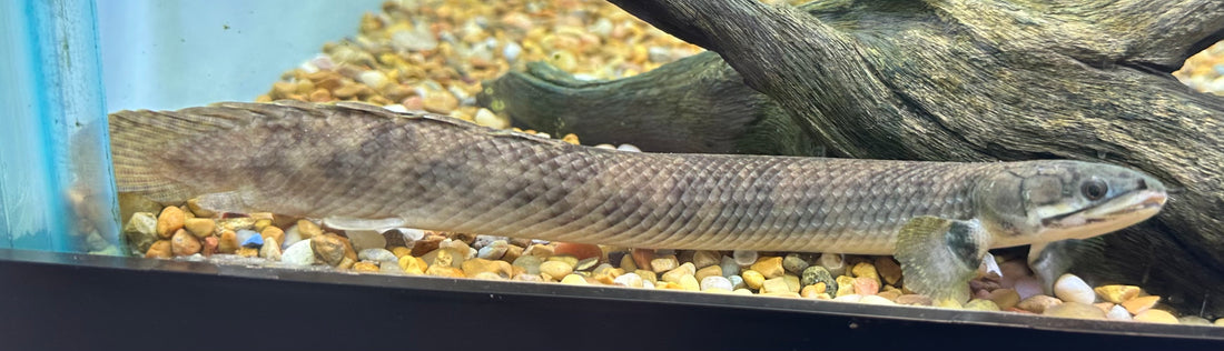 Mokelebembe Polypterus (9-10”)