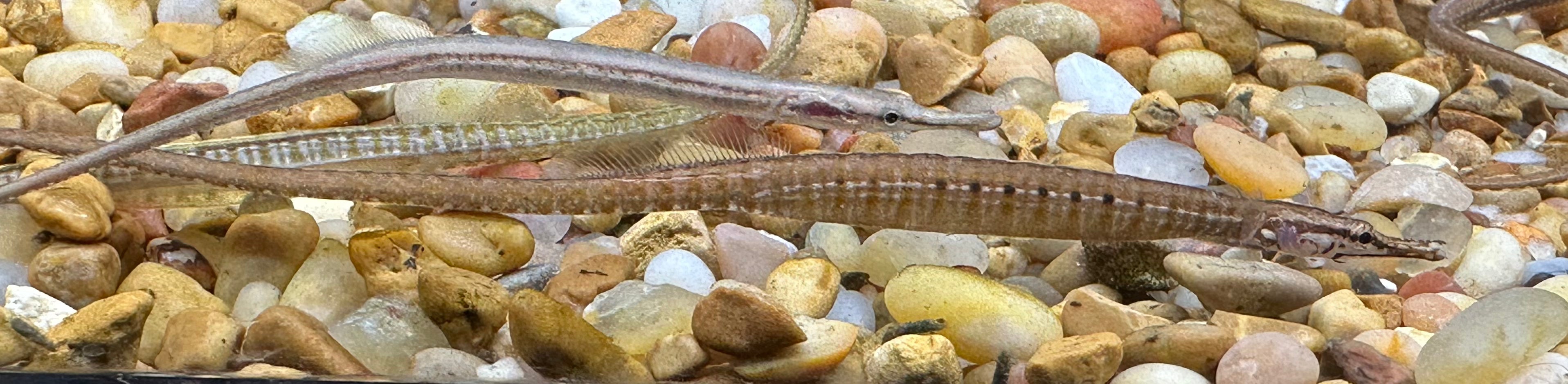 Freshwater Dwarf Pipefish (4-5”)