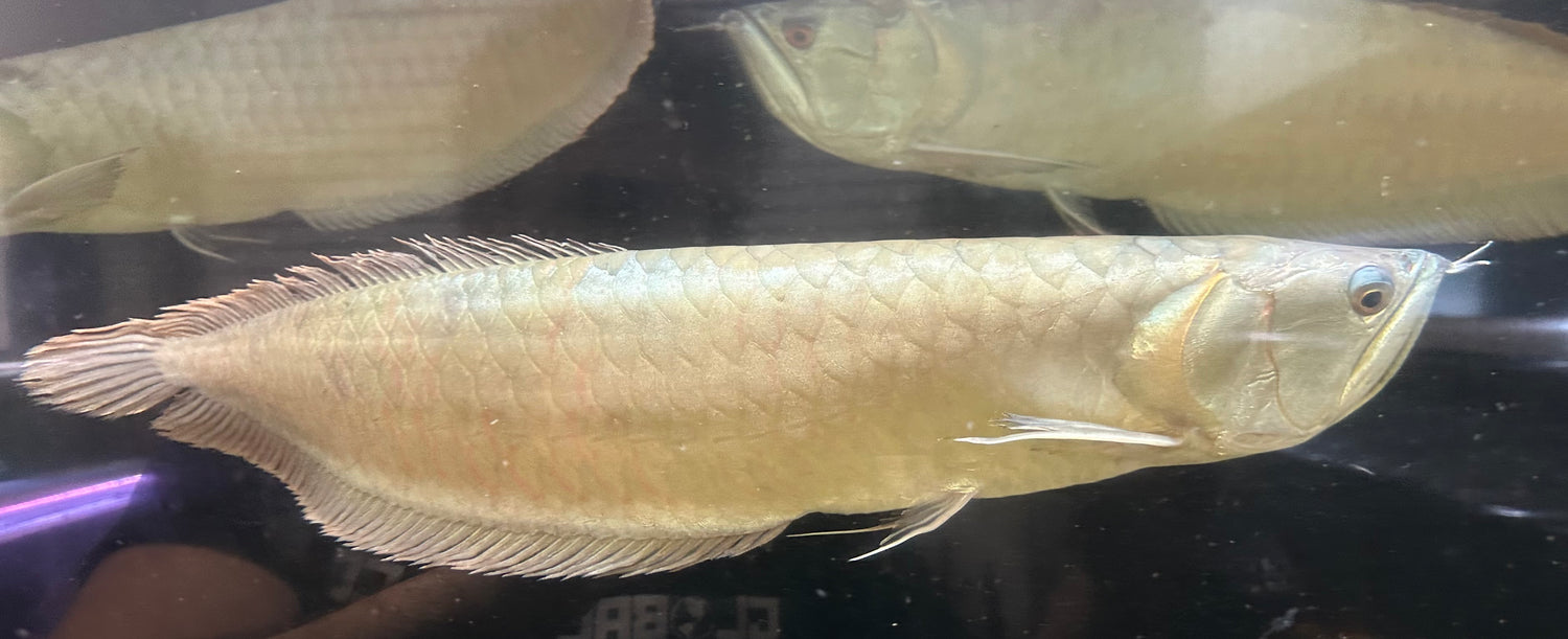 Jumbo Silver Arowana (26-30”+)