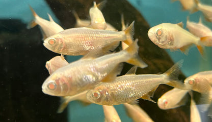 Albino Buenos Aires Tetra (2”)