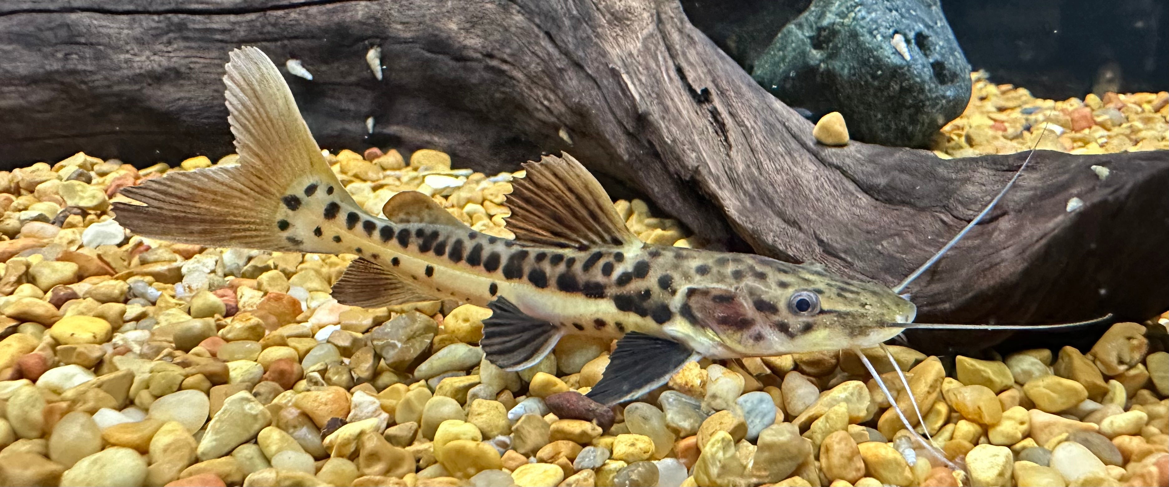 Tiger Shovelnose Hybrid Catfish (2.5”)