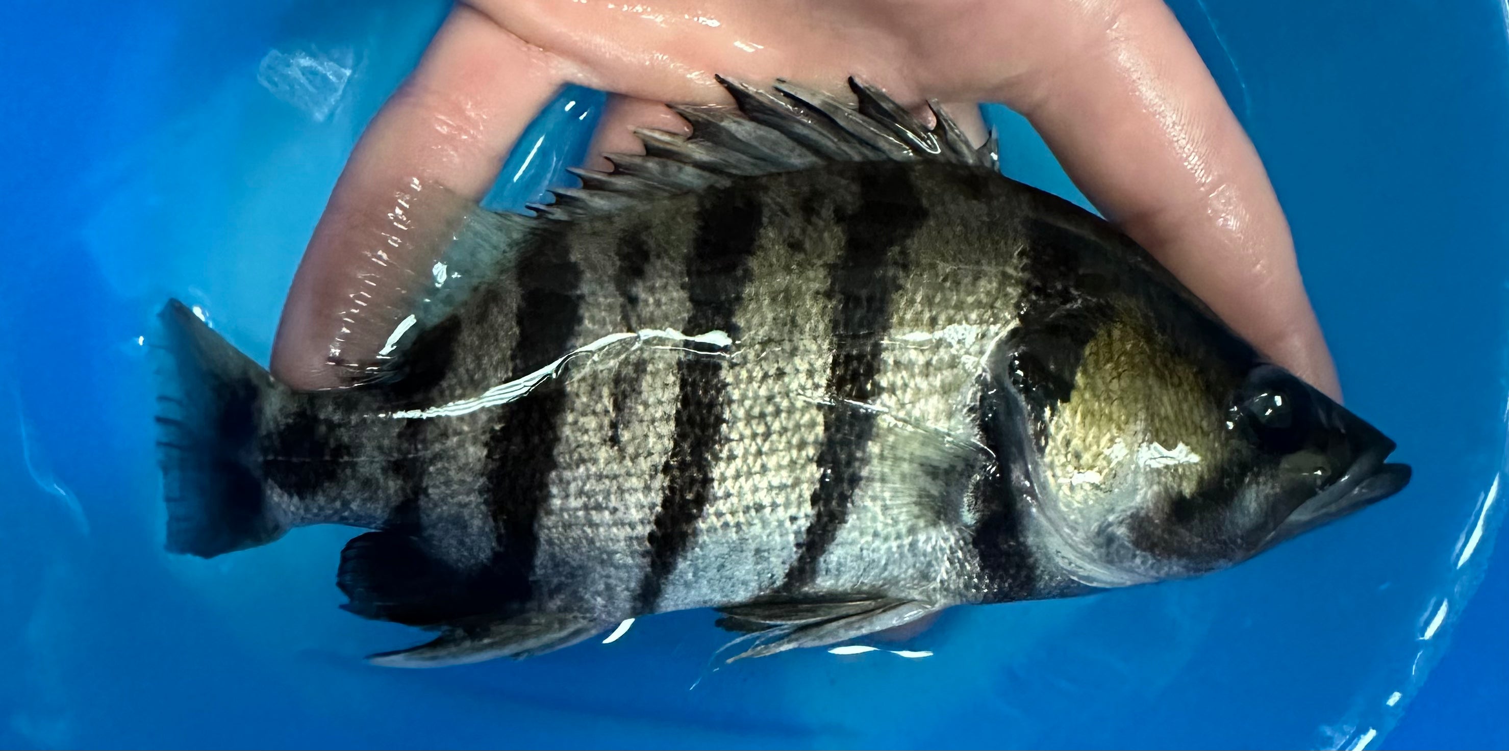Datnoid plateado (6-7”)