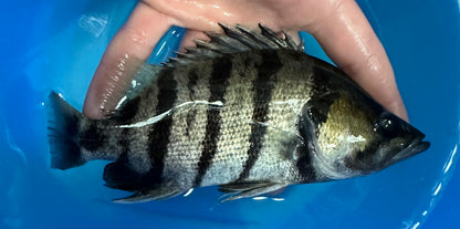 Datnoid plateado (6-7”)