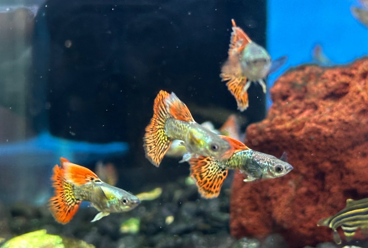 Halfmoon Dragon Guppy Pair (1”)