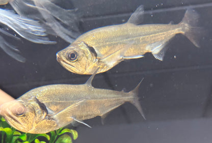 Payara de cola roja (6”)