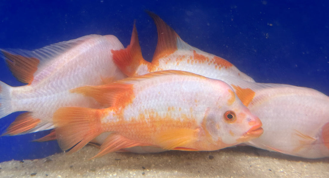 Sera Cichlid Red XL 370g