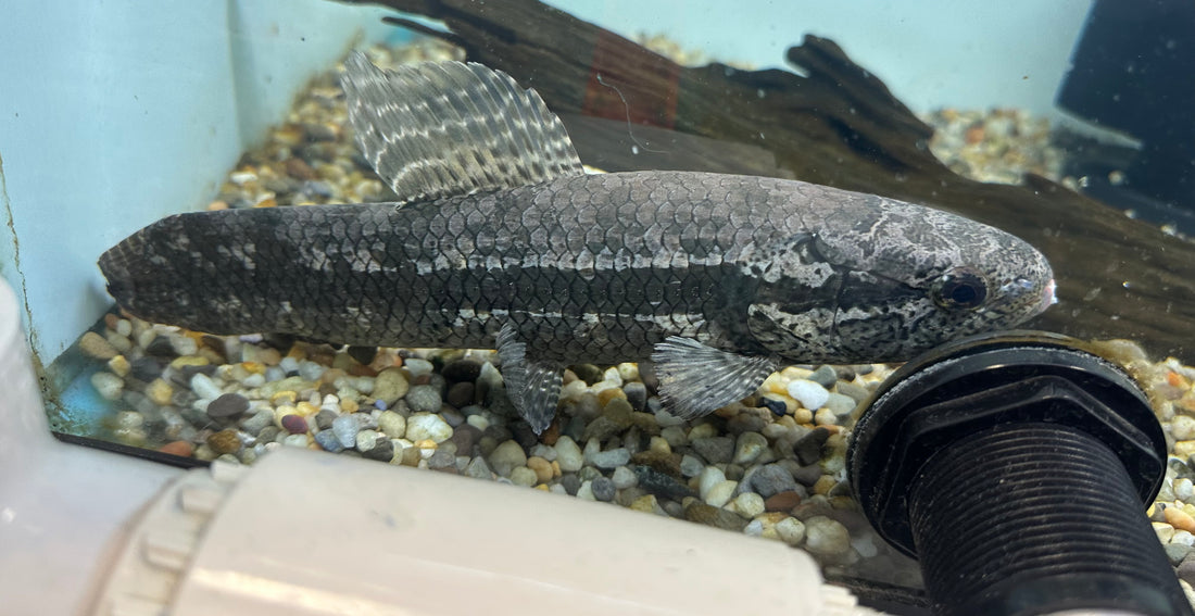 LARGE Black Wolffish (10”+)