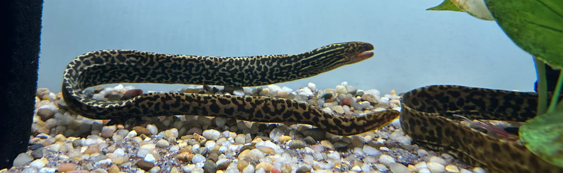 XL Tiger Moray Eel (20-22”)