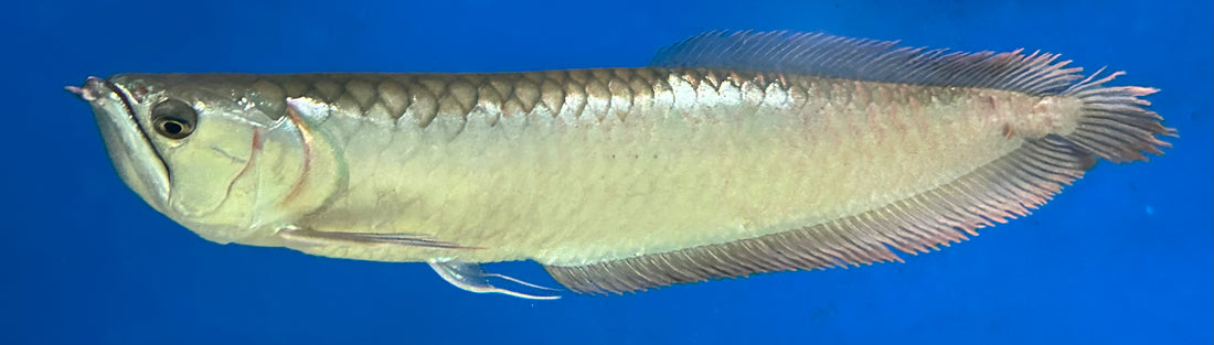 XL Silver Arowana (18-20”)