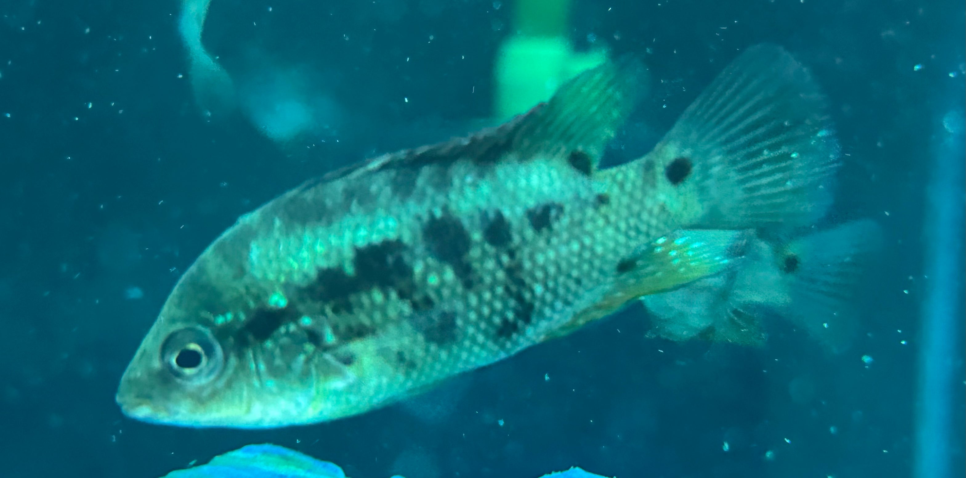 Ornatus Cichlid (2.5”)
