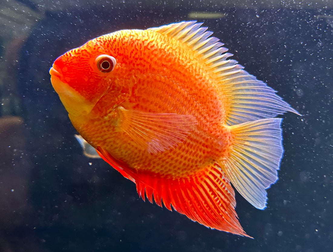 XL Super Red Severum (6-7”)