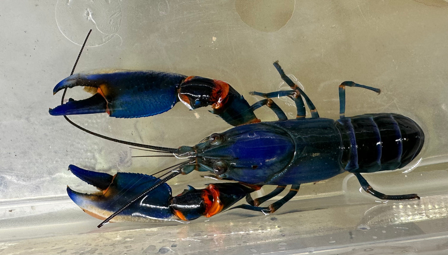 Blue Kong Crayfish (5”+)