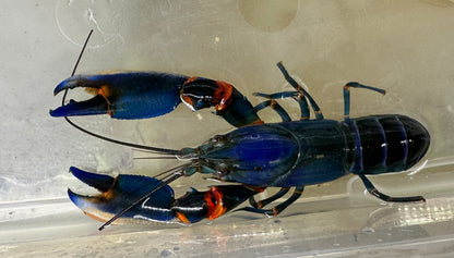 Blue Kong Crayfish (5”+)