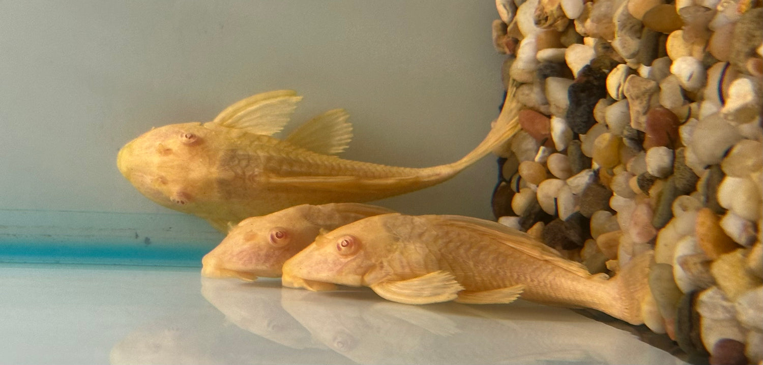 Pleco gibbiceps albino (3,5”)