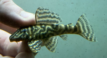 L340 Mega Payaso Pleco (2,5”)