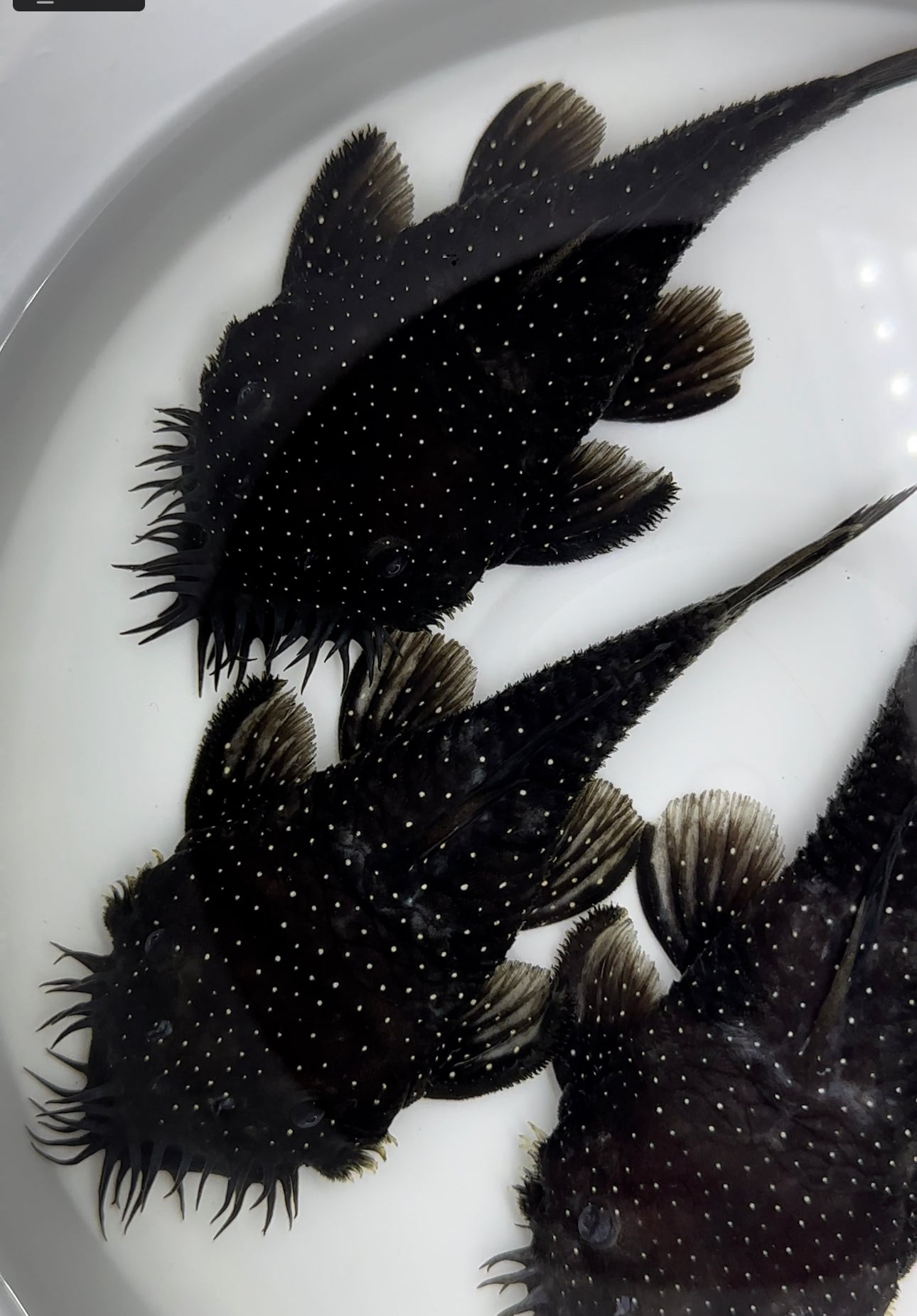 L255 Pleco medusa moteado (4,5”)