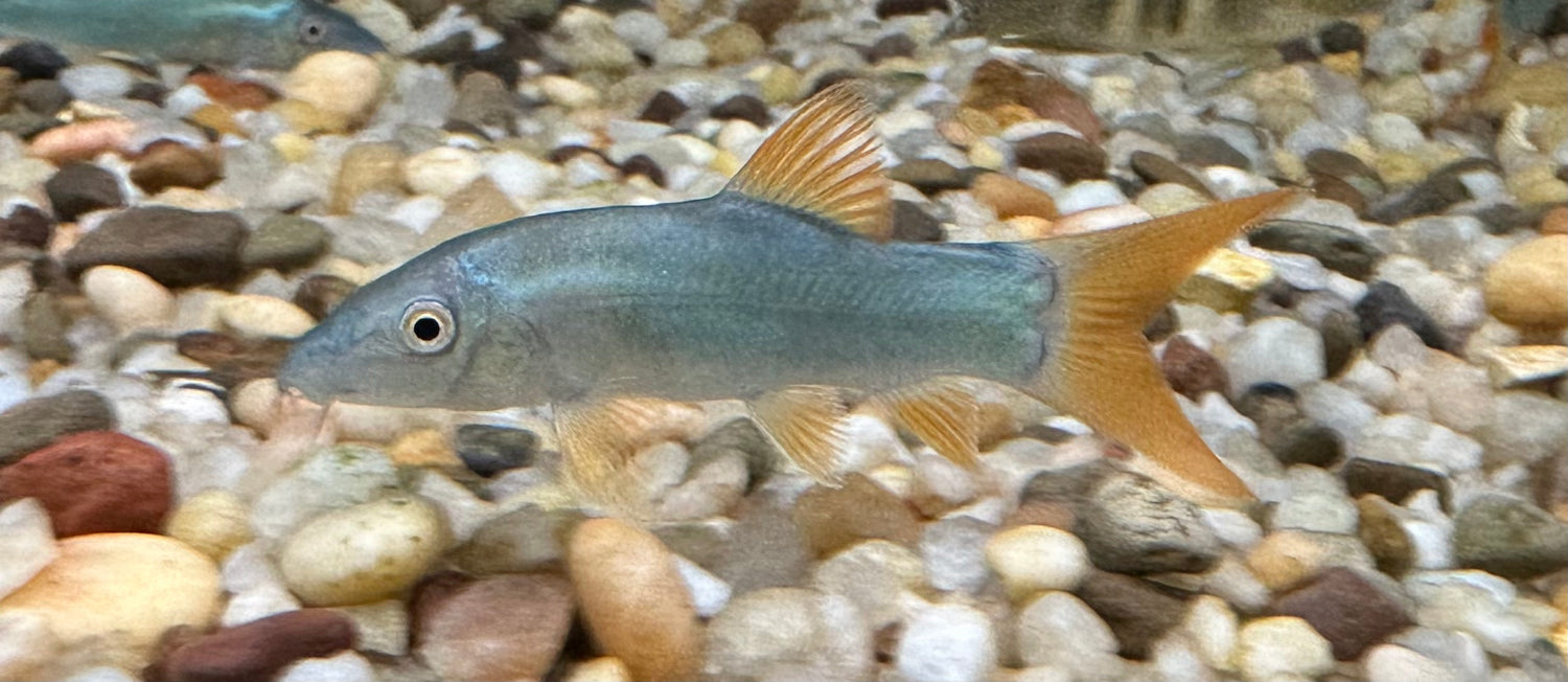 Redtail Blue Loach (2”)