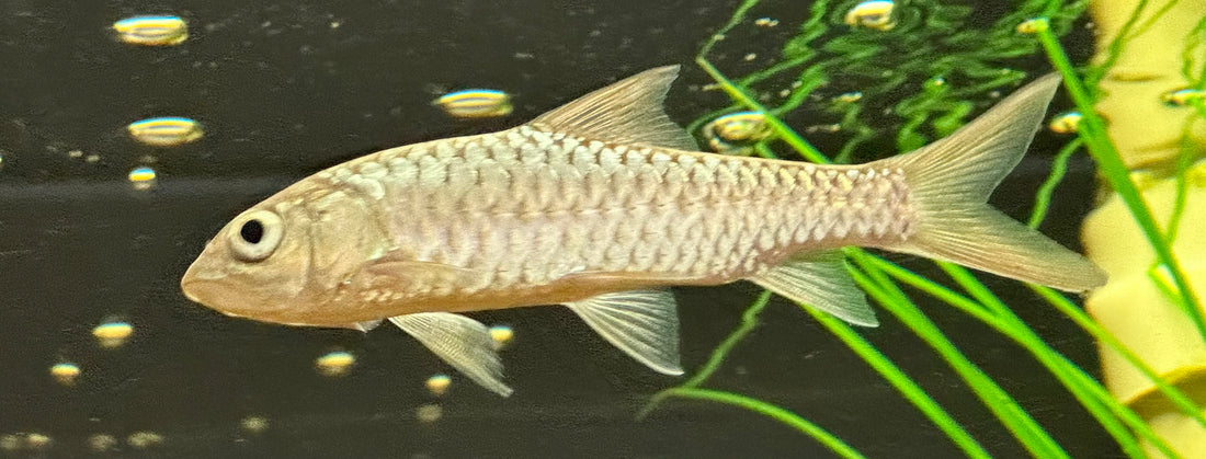 Golden Mahseer (4.5-5”)