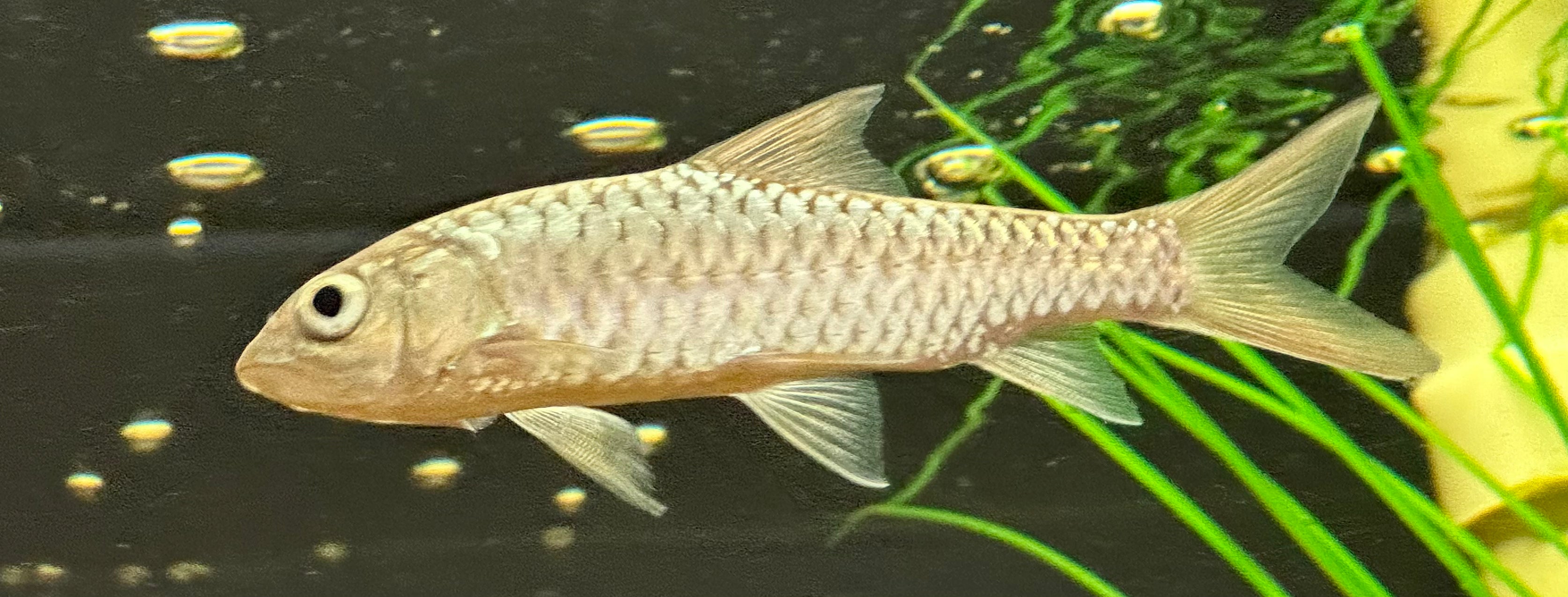 Mahseer dorado (4”)