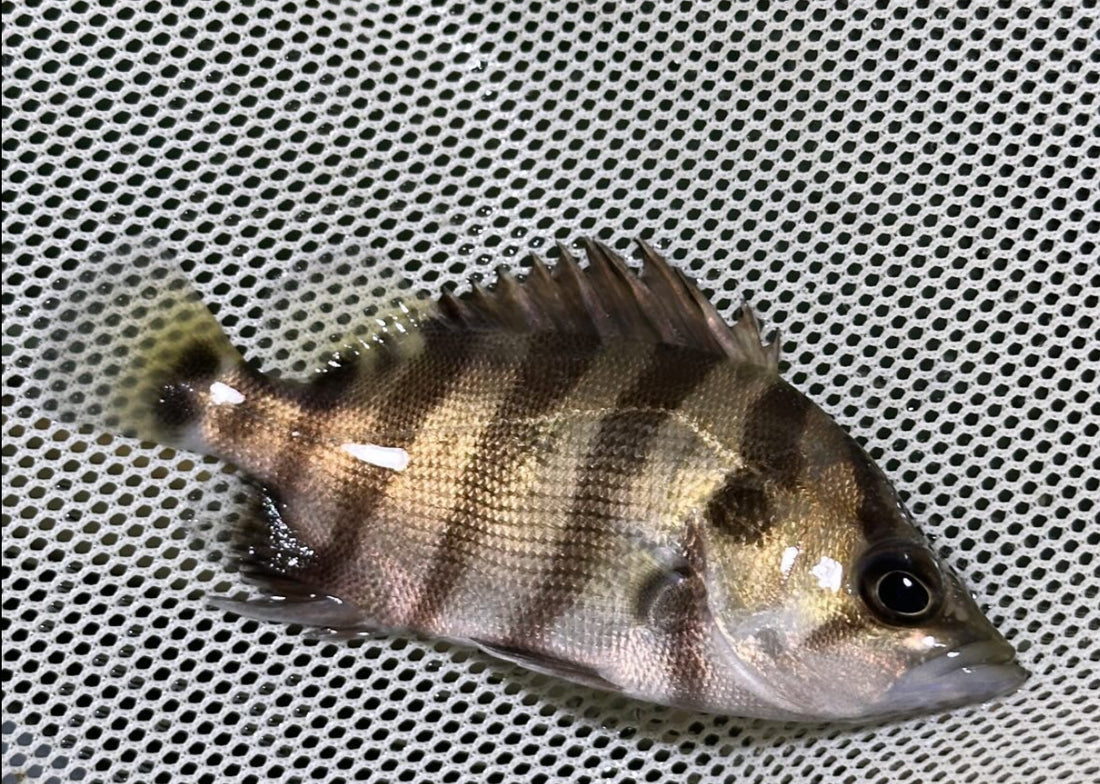 Baby Silver Datnoid (2”)