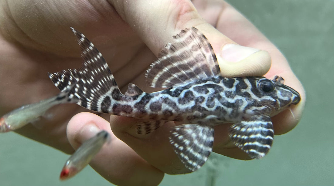 L236 RB Line Hypancistrus Pleco (3”)