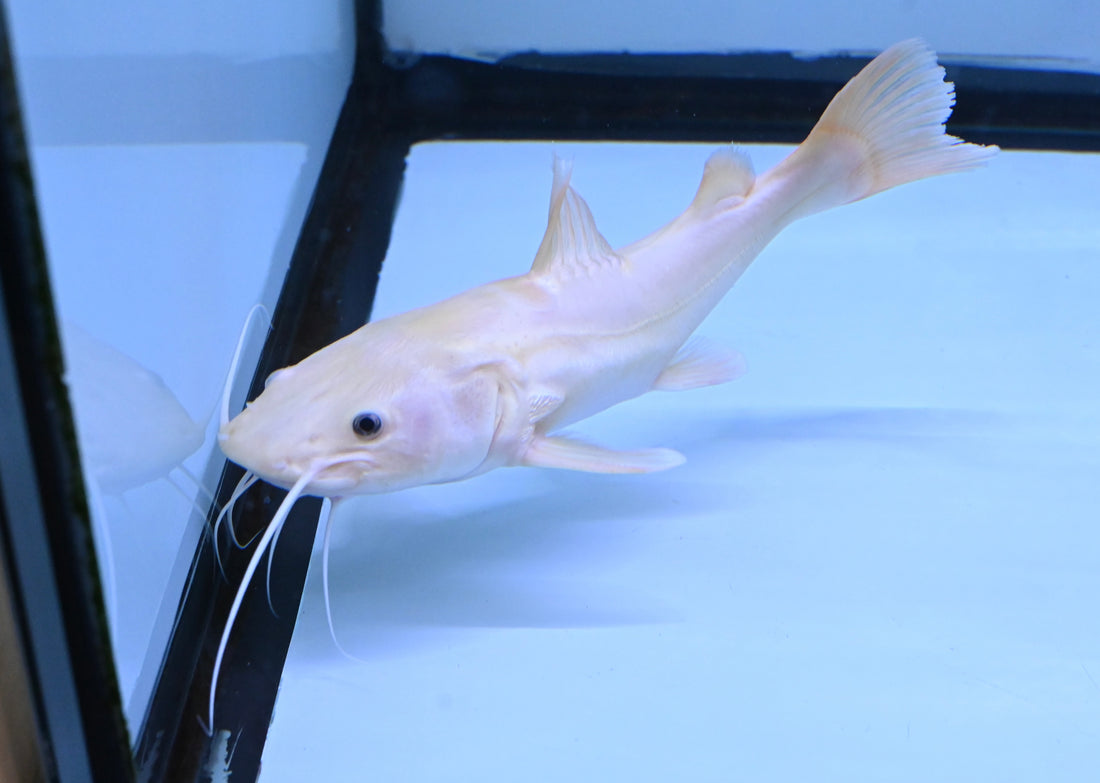 Phantom Redtail Catfish (11-12”)