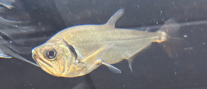 Payara de cola roja (6”)