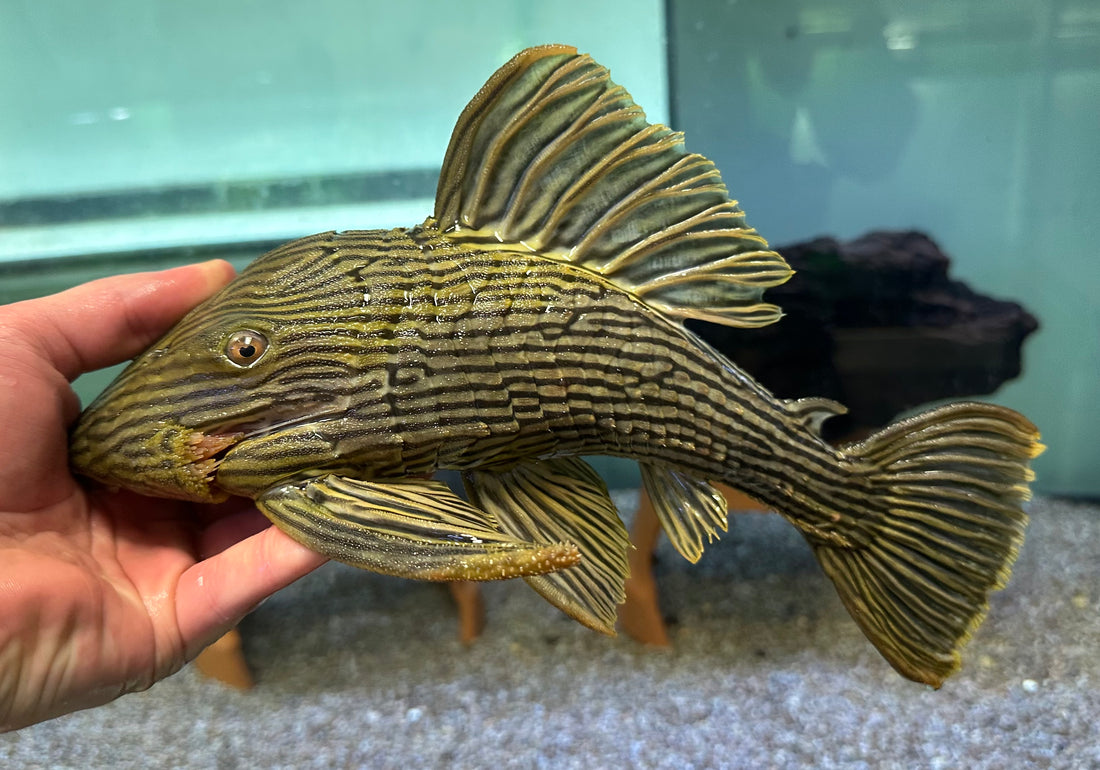 XL L027 Royal Pleco Araguaiae (11-12”)